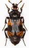Nicrophorus nepalensis